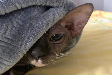 Sphinx cat under the blanket